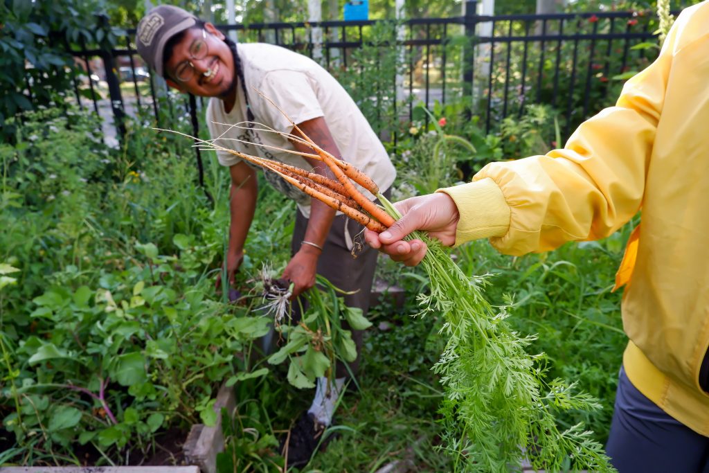 Community members harvesting carrots from one of The Depot's collective gardens.