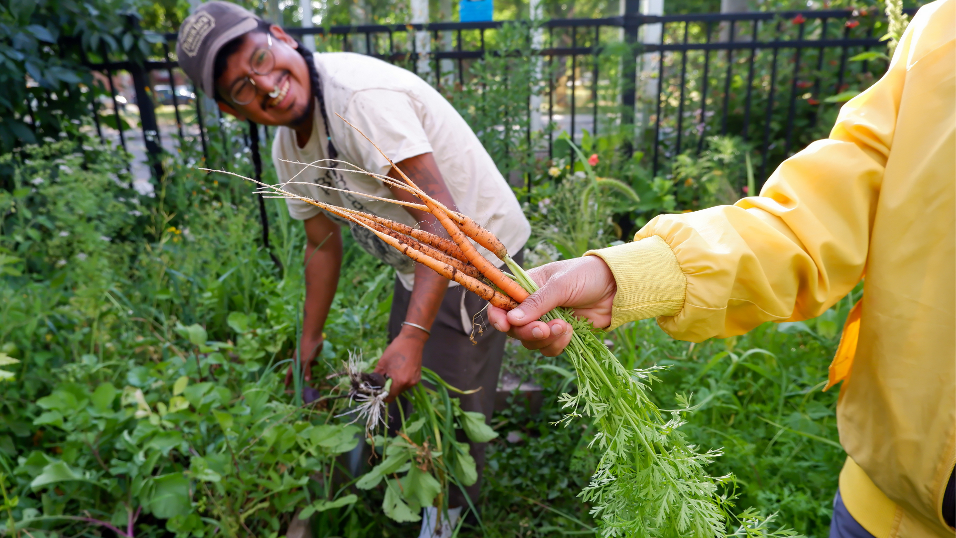 carrot harvest