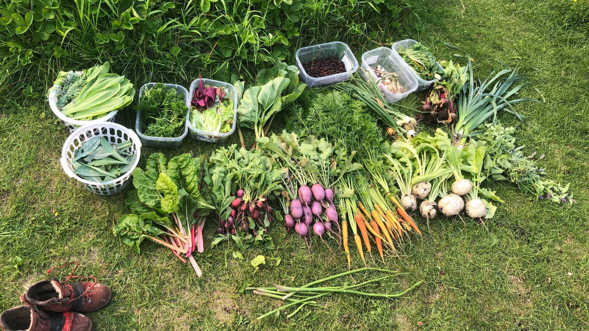 collective garden harvest