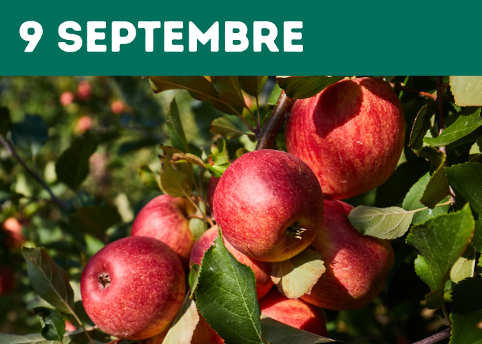 Apple picking -FR