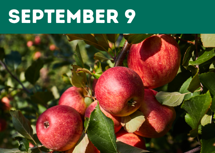 Apple picking