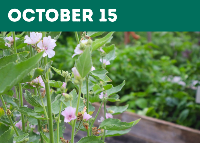 Medicinal Plant Workshop - EN
