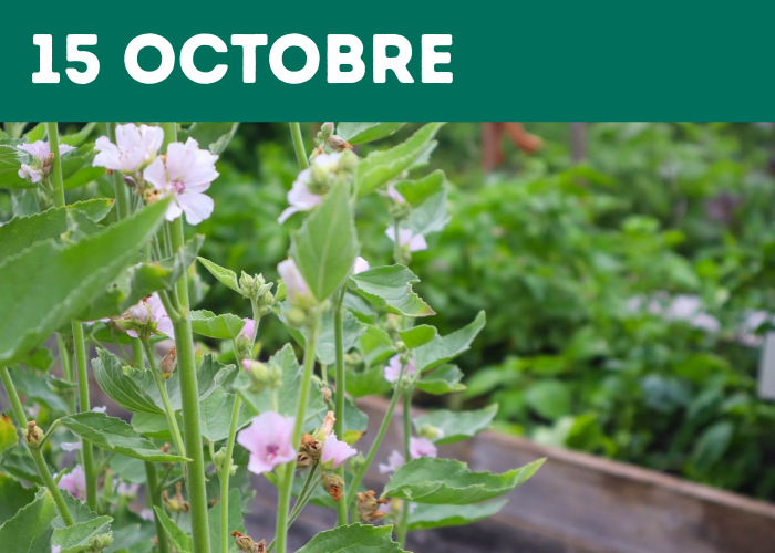 Medicinal Plant Workshop - FR