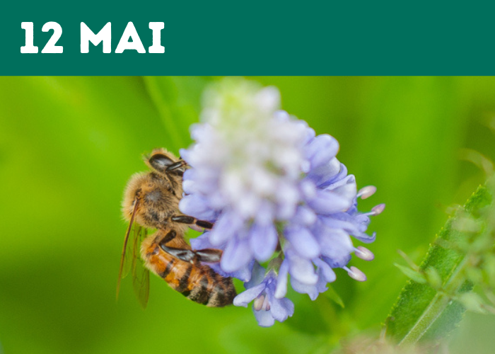 Pollinator Workshop - FR