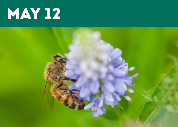 Pollinator Workshop