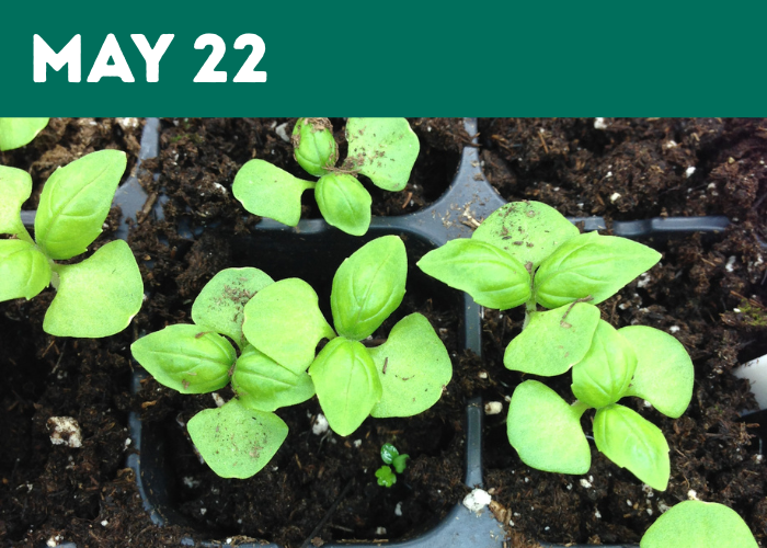 Seedling Sale