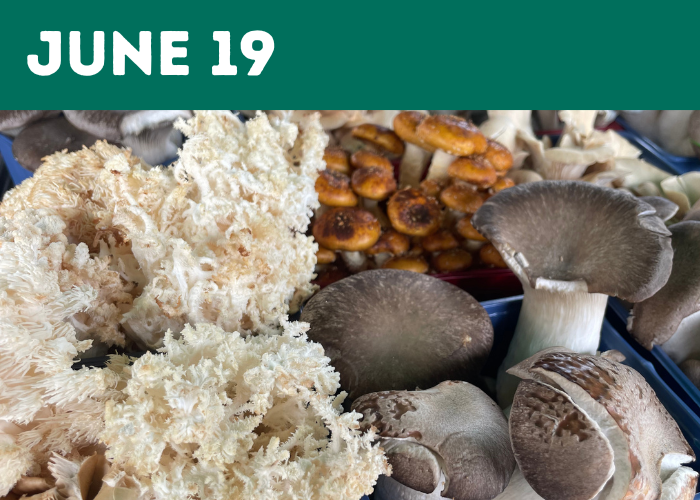 mushroom cultivation - EN