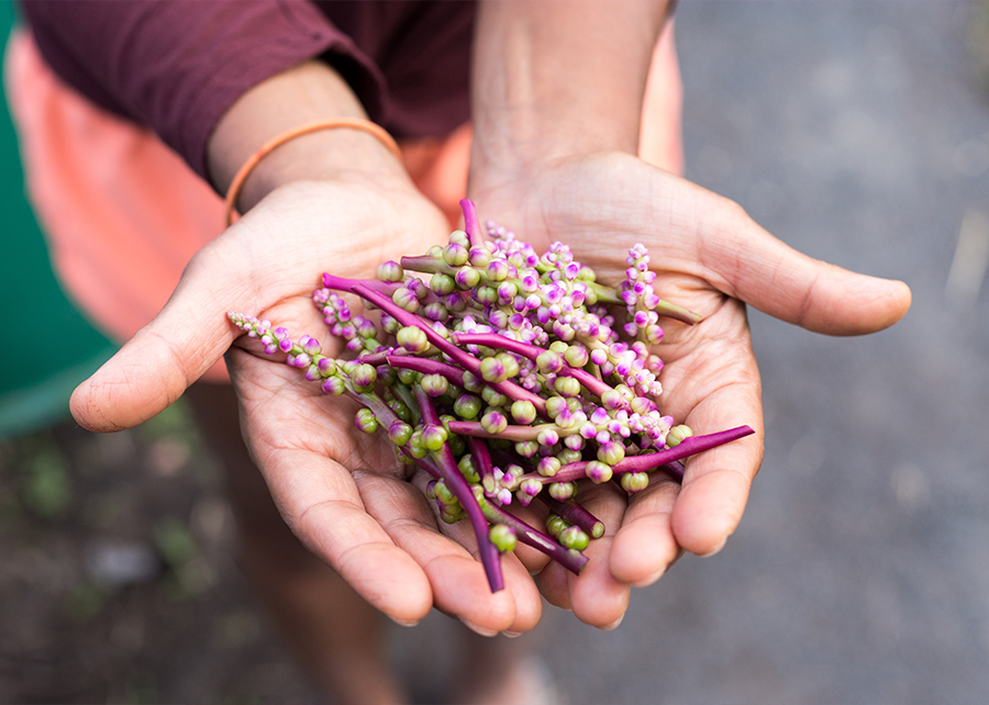 Indigenous land acknowledgment